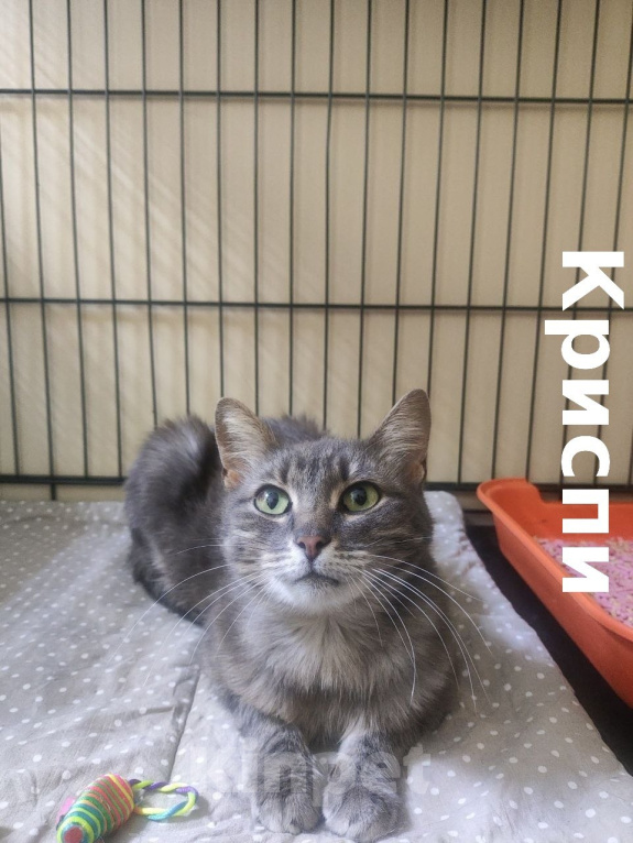 Кошки в Москве: Котенок Криспи ищет дом Девочка, Бесплатно - фото 2