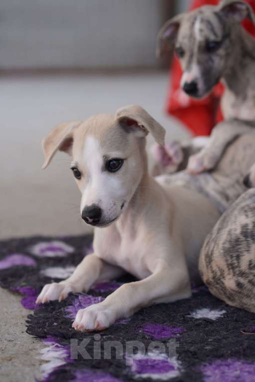 Собаки в Москве: Уиппет щенки Мальчик, Бесплатно - фото 7