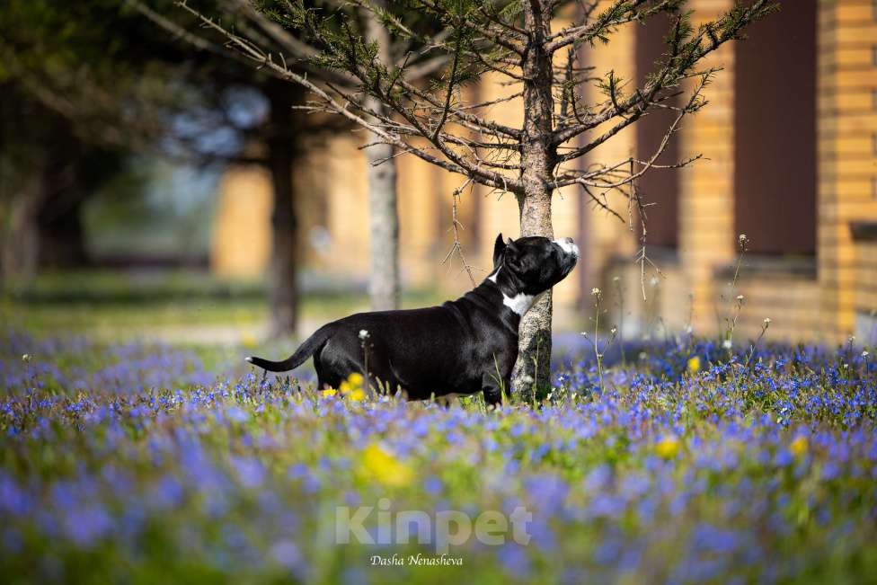Собаки в других городах Московской области: Амстафф щенки  Мальчик, 120 000 руб. - фото 4