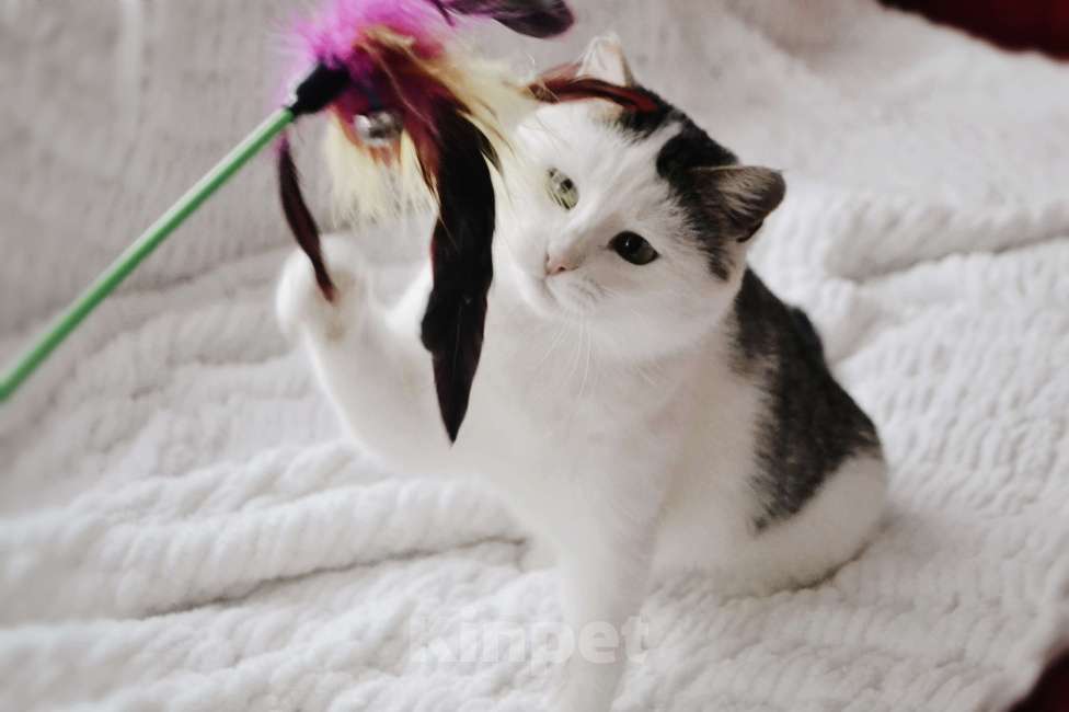 Кошки в Москве: Шарлотта в поиске семьи Девочка, Бесплатно - фото 5