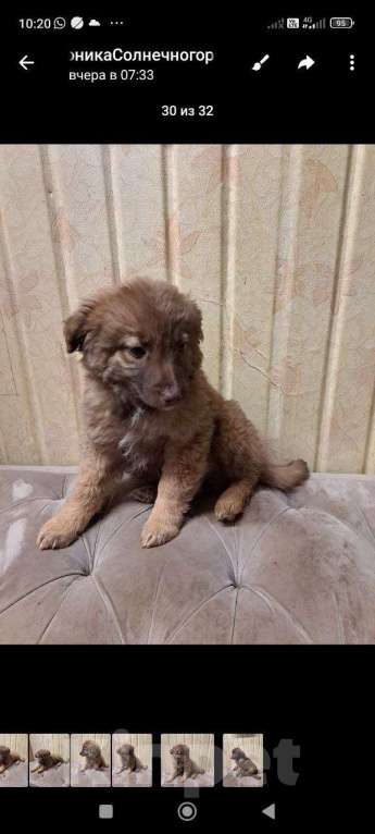 Собаки в Солнечногорске: Солнышко из Курска Девочка, Бесплатно - фото 1