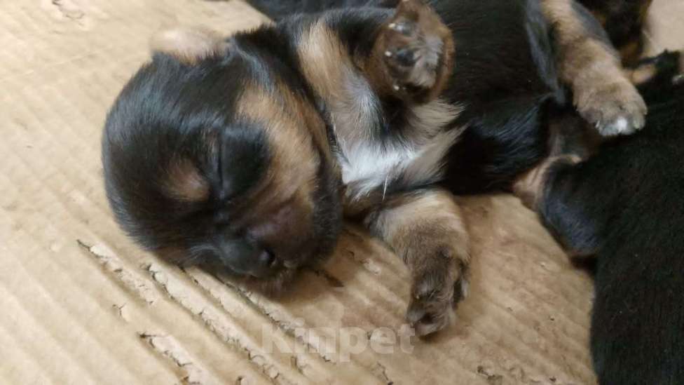 Собаки в Ростове-на-Дону: Йоркширский терьер  Мальчик, 35 000 руб. - фото 3