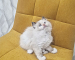 Кошки в Москве: Самый обаятельный котик Рэгдолл  Мальчик, 50 000 руб. - фото 10