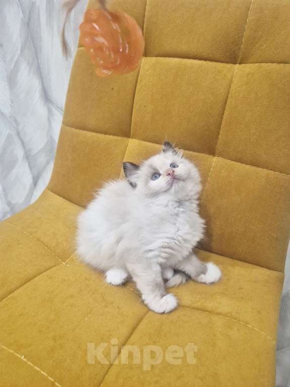 Кошки в Москве: Самый обаятельный котик Рэгдолл  Мальчик, 50 000 руб. - фото 10