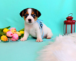 Собаки в Красноярске: Щенки Джек Рассел терьер мальчики и девочки Мальчик, 35 000 руб. - фото 3