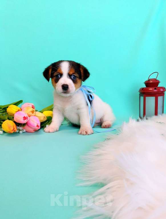 Собаки в Красноярске: Щенки Джек Рассел терьер мальчики и девочки Мальчик, 35 000 руб. - фото 3