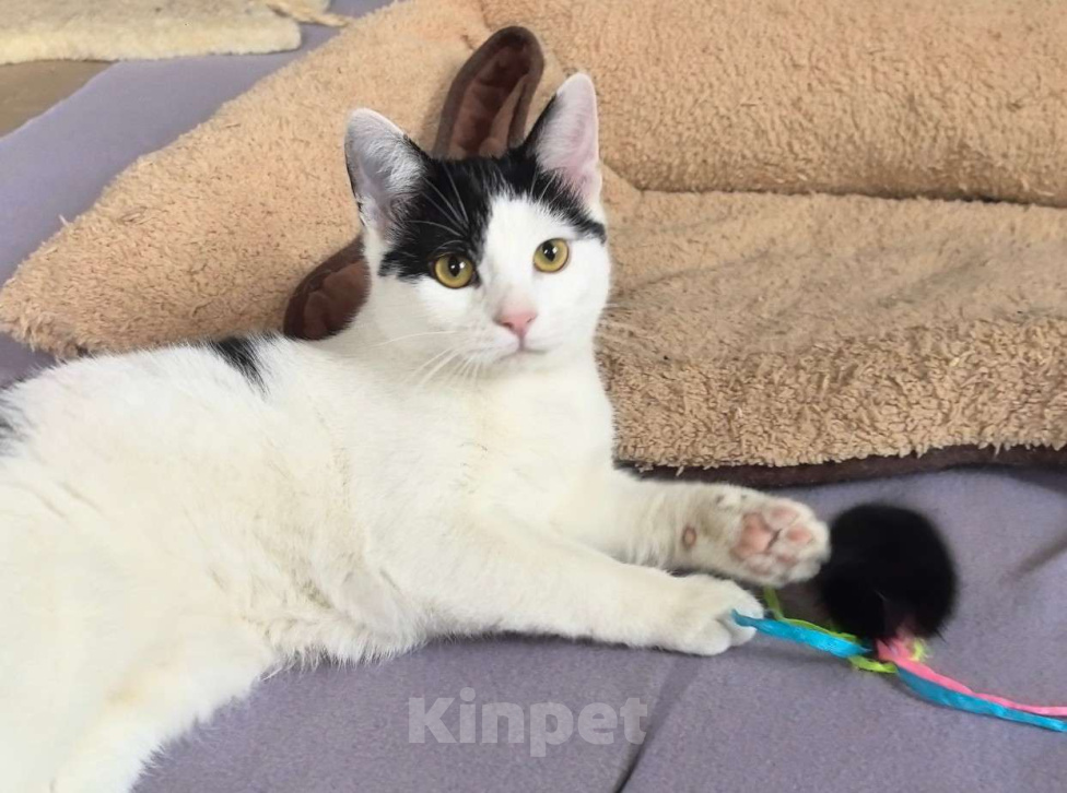 Кошки в Москве: Котёнок Смурфик ищет семью! Мальчик, Бесплатно - фото 9