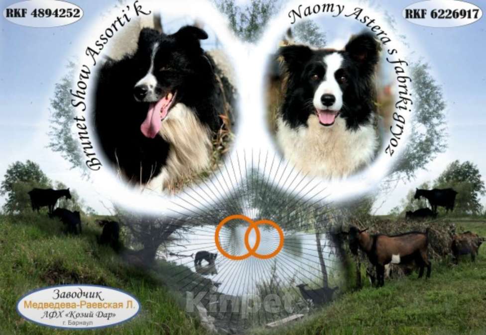 Собаки в других городах Алтайского края: Щенки Бордер Колли Мальчик, Бесплатно - фото 7