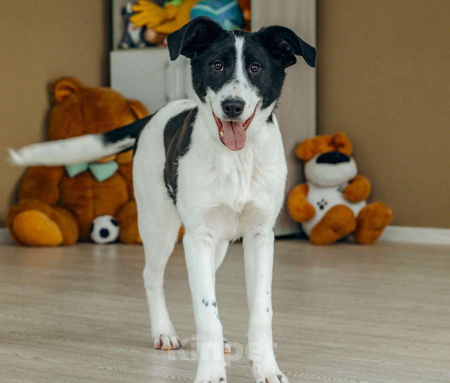 Собаки в Москве: Щенок в Москве бесплатно Девочка, Бесплатно - фото 6