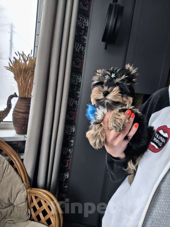 Собаки в Пушкино: Очень красивый курносенький мальчик  Мальчик, 27 000 руб. - фото 2