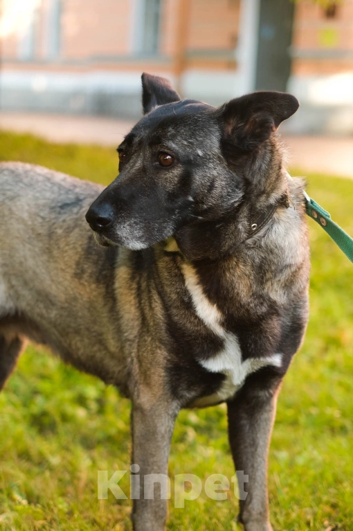 Собаки в Санкт-Петербурге: Грейс из приюта в добрые руки Девочка, Бесплатно - фото 2