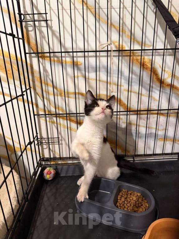 Кошки в Москве: котенок Сирена ищет дом Девочка, Бесплатно - фото 2