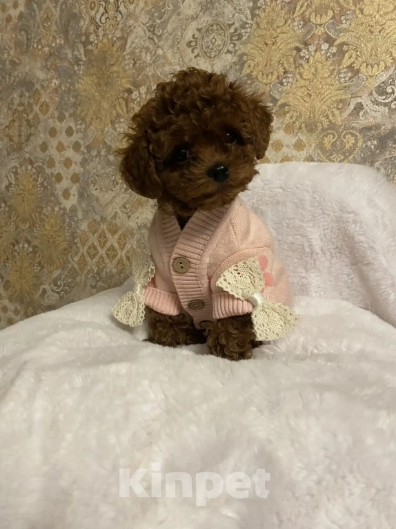 Собаки в Раменском: Продается щенок Тедди Пудель девочка. Девочка, 200 000 руб. - фото 4