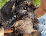 Собаки в Таганроге: Жесткошерстная такса мини Мальчик, 30 000 руб. - фото 4