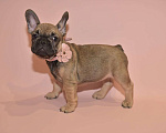 Собаки в Москве: Девочка французского бульдога  Девочка, 50 000 руб. - фото 4