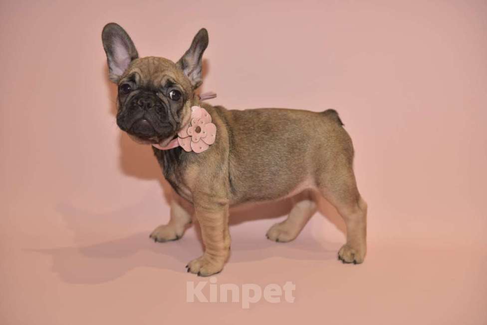 Собаки в Москве: Девочка французского бульдога  Девочка, 50 000 руб. - фото 4