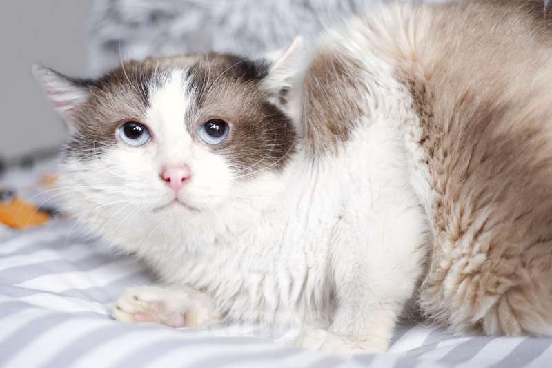 Кошки в Москве: Голубоглазый кот Малахит с трудной судьбой в добрые руки Мальчик, 1 руб. - фото 4