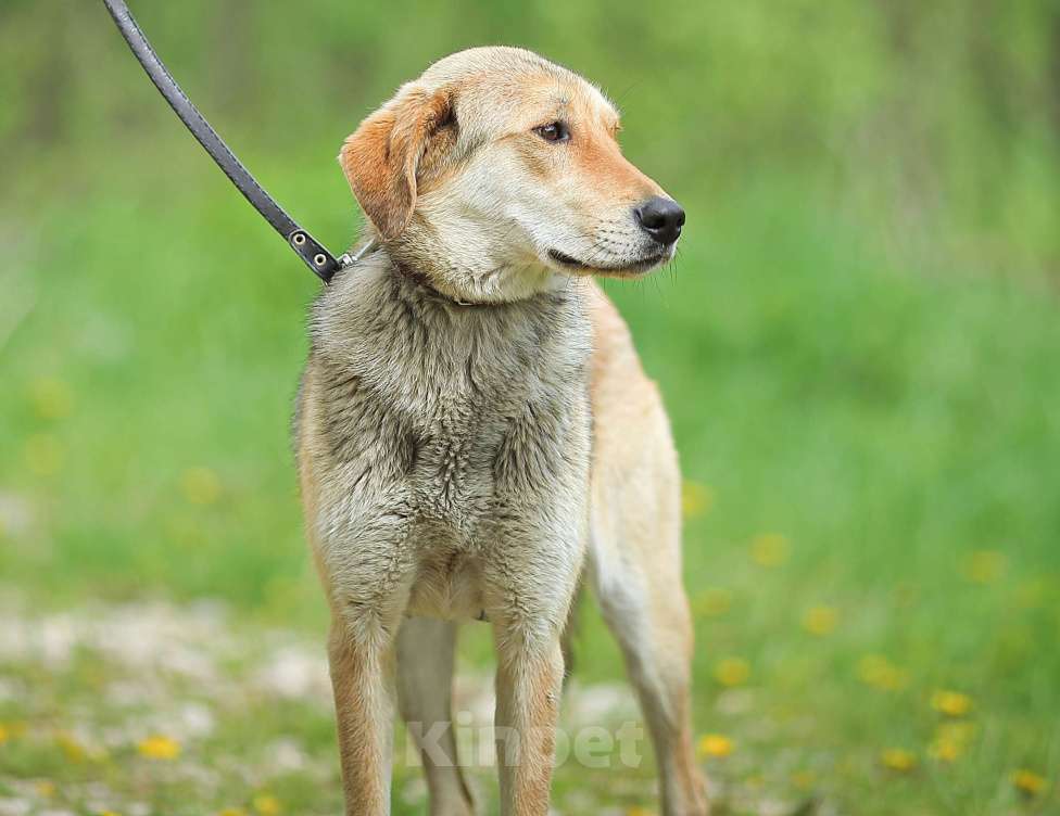 Собаки в Москве: Скромная и нежная, метис гончей Девочка, Бесплатно - фото 5