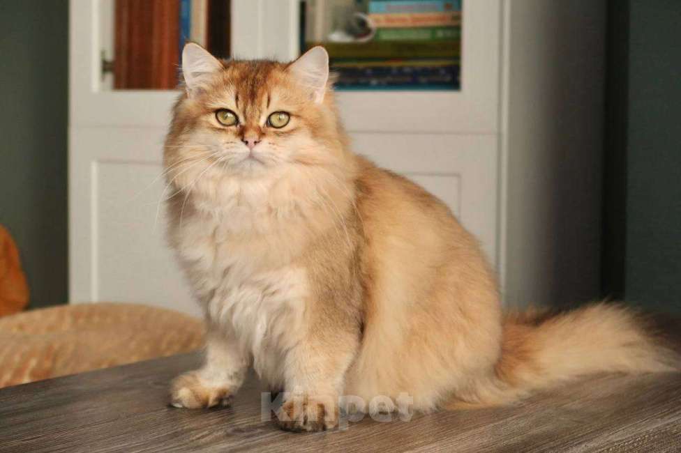 Кошки в Москве: Британский котенок Минхо Мальчик, 50 000 руб. - фото 7