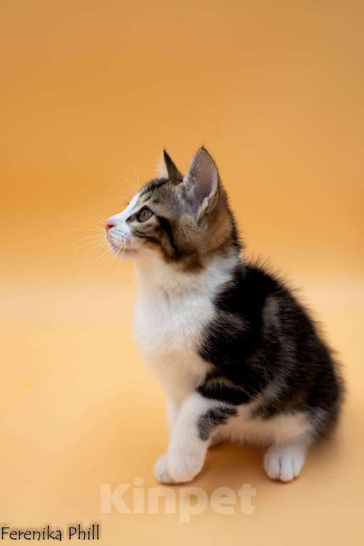 Кошки в Хабаровске: Котёнок Курильского Бобтейла Ференика Фил ЛЕВАЙ  Мальчик, 40 000 руб. - фото 10