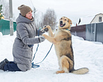 Собаки в Электростали: Удивительный пёс Чингиз в поиске дома Мальчик, Бесплатно - фото 5