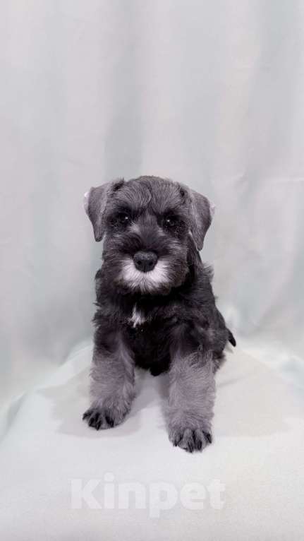 Собаки в Казани: Щенки цвергшнауцера Мальчик, 45 000 руб. - фото 2