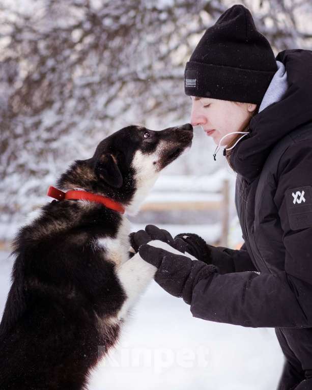 Собаки в Москве: Лада, 1 год в добрые руки Девочка, Бесплатно - фото 5