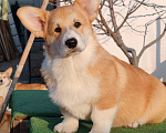 Собаки в Симферополе: Щенок корги Мальчик, 60 000 руб. - фото 4