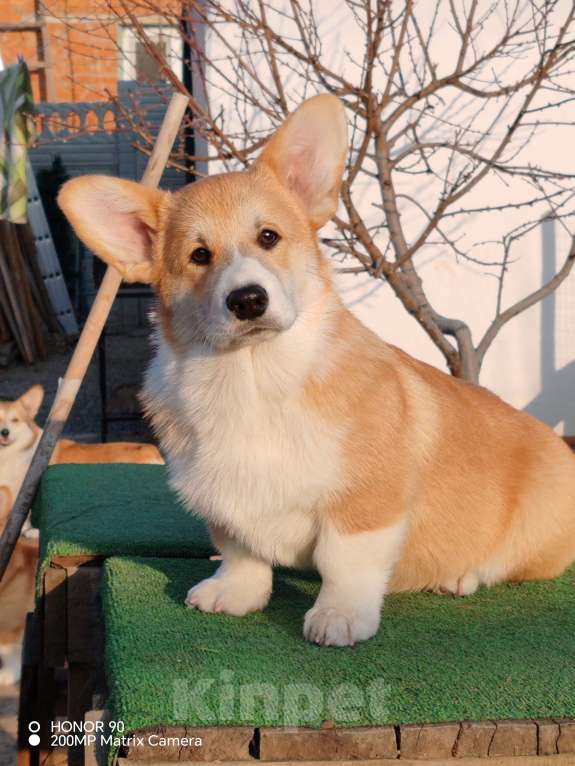 Собаки в Симферополе: Щенок корги Мальчик, 60 000 руб. - фото 4