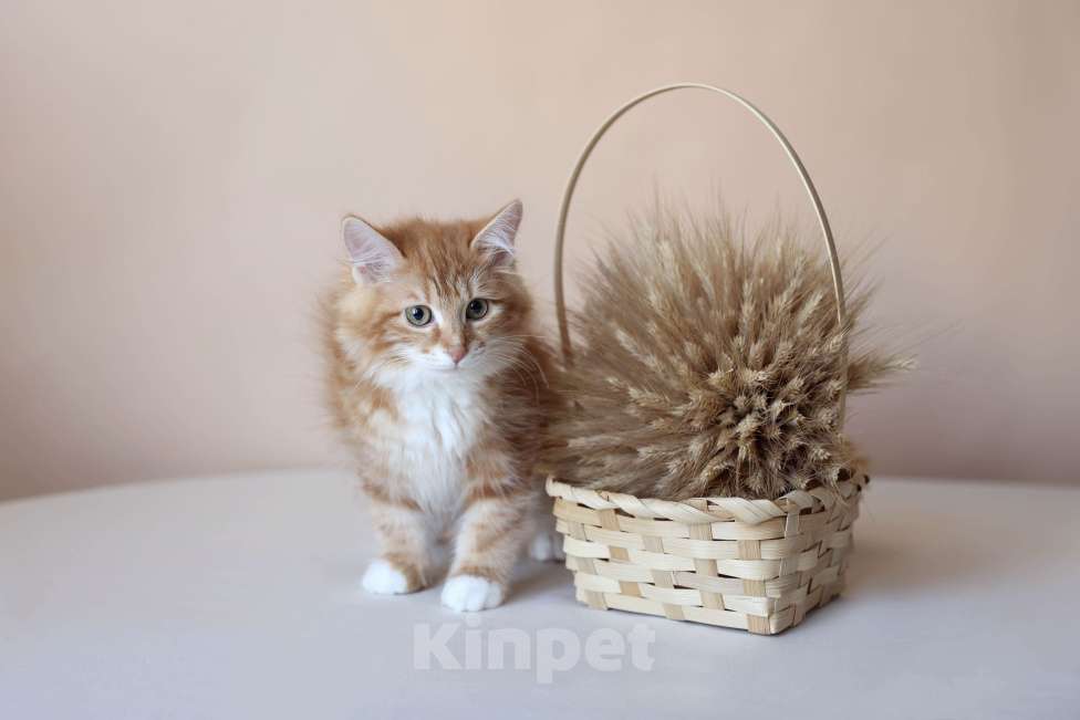 Кошки в Серпухове: Фуксия Русские Цветы Курильский Бобтейл Девочка, 50 000 руб. - фото 4