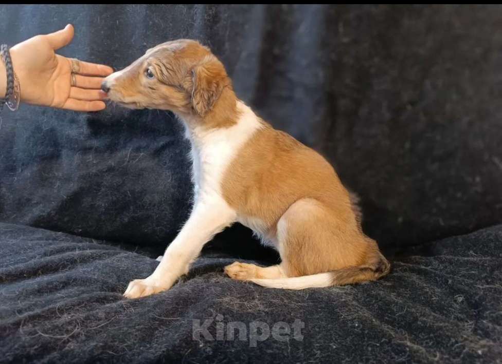 Собаки в Лобне: Светлолесье Русь Девочка, Бесплатно - фото 2