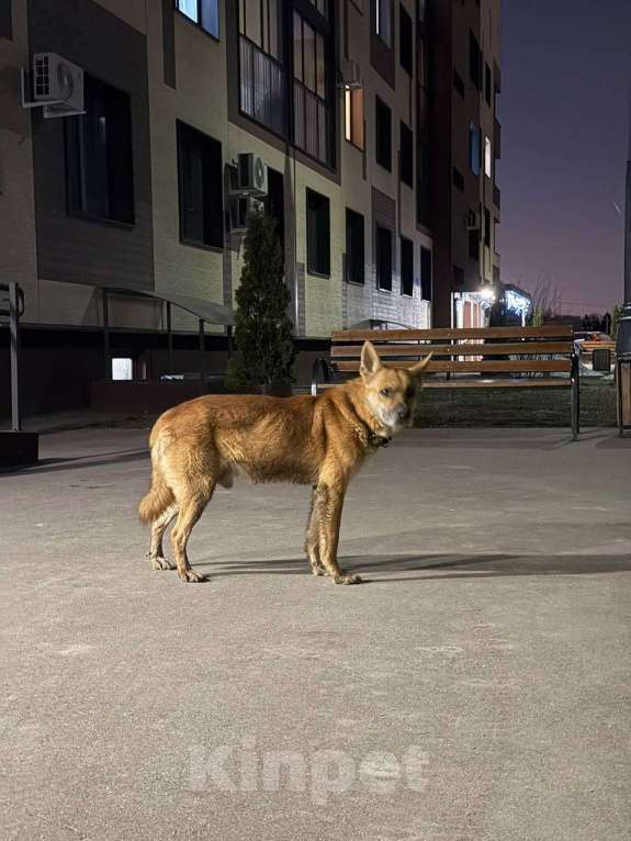 Собаки в других городах Московской области: Найдена домашняя собака, помогите найти милашке дом Мальчик, Бесплатно - фото 1