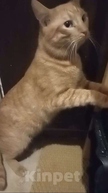 Кошки в Москве: Самый Рыжий Рыжий Кот!  Мальчик, 100 руб. - фото 4