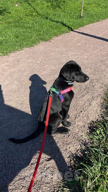 Собаки в Казани: СРОЧНО щенок в добрые руки Девочка, Бесплатно - фото 3