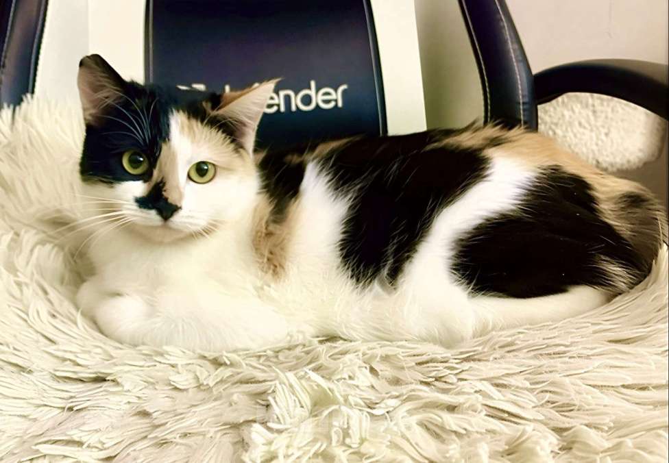 Кошки в Санкт-Петербурге: Кошечка ищет дом.  Девочка, Бесплатно - фото 2