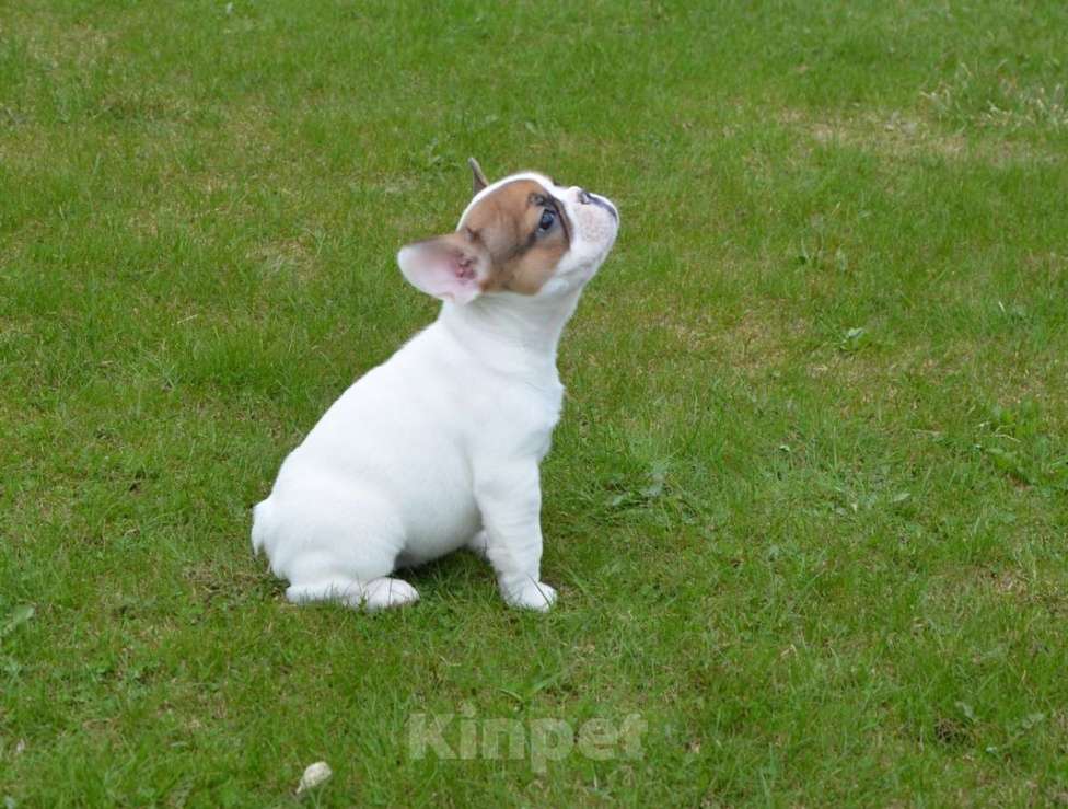 Собаки в Твери: Французская булочка Девочка, 40 000 руб. - фото 5