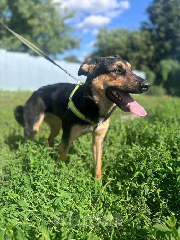 Собаки в Москве: Просто очень хорошая девочка в добрые руки Девочка, Бесплатно - фото 4