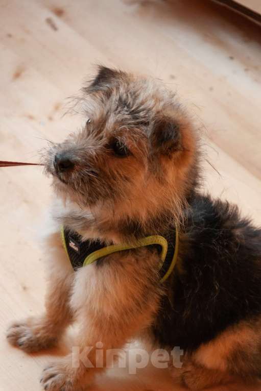 Собаки в Ногинске: Маленькая собачка Кэтрин ищет дом Девочка, Бесплатно - фото 10