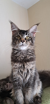 Котята мейн-кун из питомника