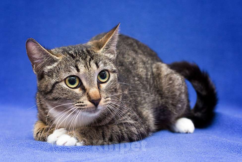 Кошки в Москве: Гоняли всем двором... Девочка, Бесплатно - фото 4