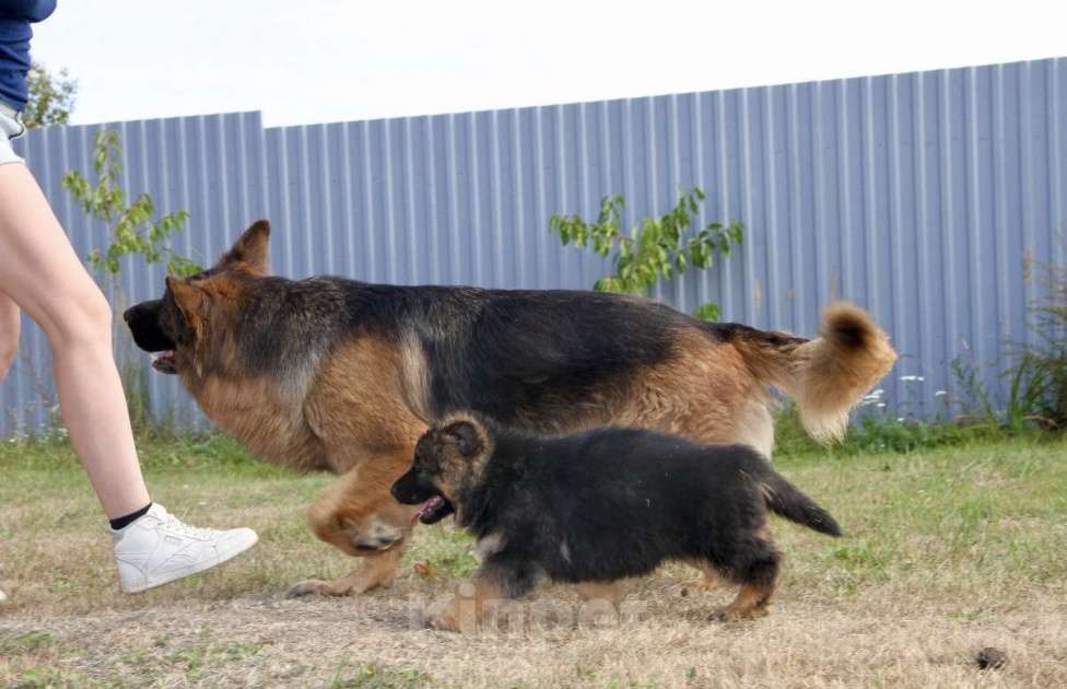 Собаки в Балашихе: красивые щенки длиношерстной немецкой овчарки Мальчик, 70 000 руб. - фото 2