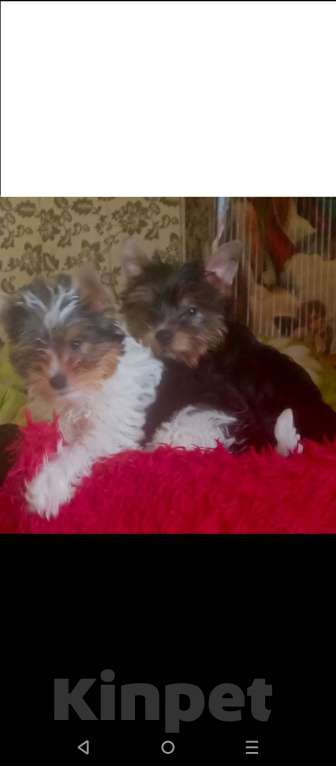 Собаки в Санкт-Петербурге: Щенок бивер Йорк Мальчик, 18 000 руб. - фото 4