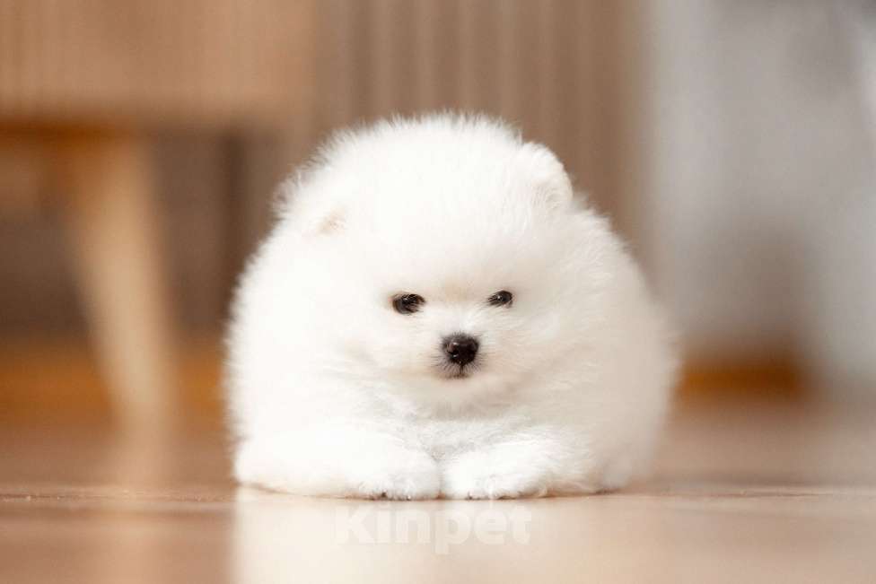 Собаки в Новосибирске: Щенок померанского шпица Мальчик, 50 000 руб. - фото 1