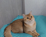 Кошки в Владимире: Британские шиншиллы (котята, окрас черное золото ny25) Мальчик, 24 000 руб. - фото 10
