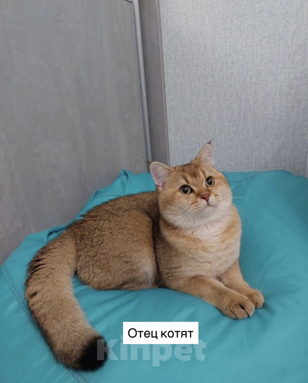 Кошки в Владимире: Британские шиншиллы (котята, окрас черное золото ny25) Мальчик, 24 000 руб. - фото 10