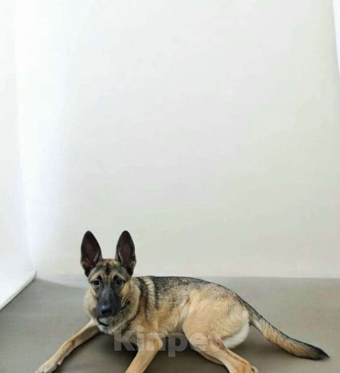 Собаки в Липецке: Амур в хорошие руки  Мальчик, Бесплатно - фото 2