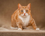 Кошки в Клине: Базилио — ласковый и скромный котик Мальчик, Бесплатно - фото 4