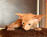 Кошки в Москве: Ориентальных экстремальные котята в Москве Мальчик, Бесплатно - фото 7