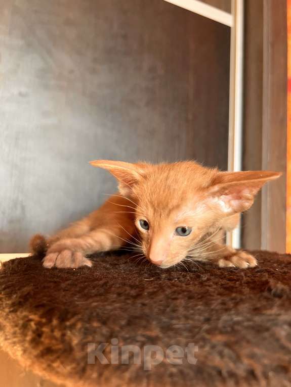 Кошки в Москве: Ориентальных экстремальные котята в Москве Мальчик, Бесплатно - фото 7