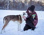 Собаки в Москве: Собака из приюта в добрые руки Девочка, Бесплатно - фото 7